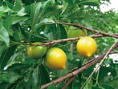 پوتریا کایمیتو